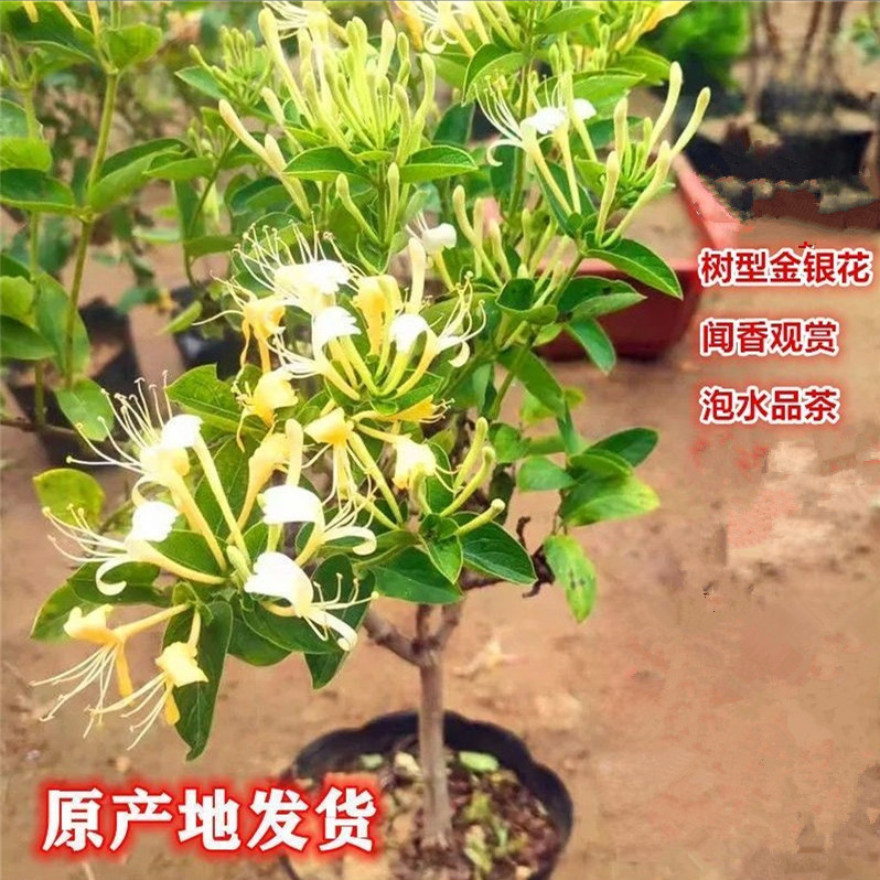 四季金银花苗树形盆栽花卉绿植阳台庭院种植金银花室外爬藤泡茶绿