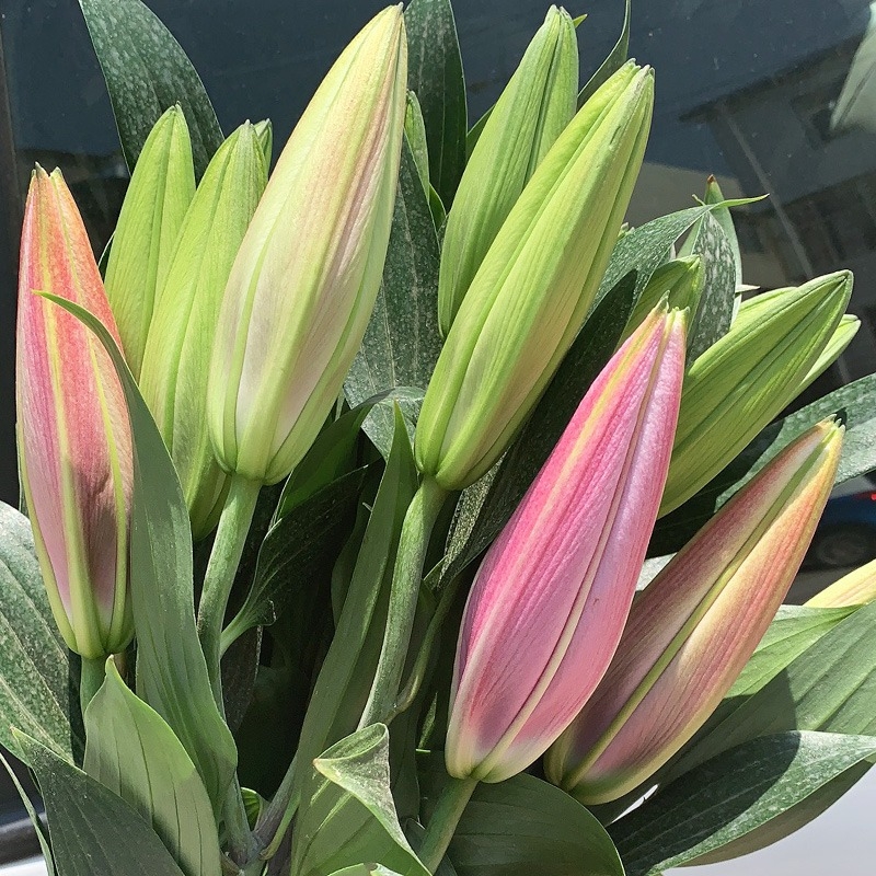 百合花鲜花花束香水真花水养花云南昆明基地鲜花速递同城批发插花