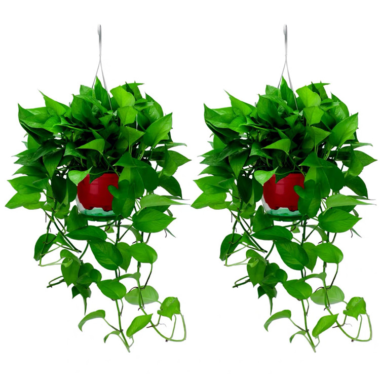 室内除甲醛绿萝盆栽水培大盆栽长藤垂吊植物吊兰花卉爬墙绿植批发