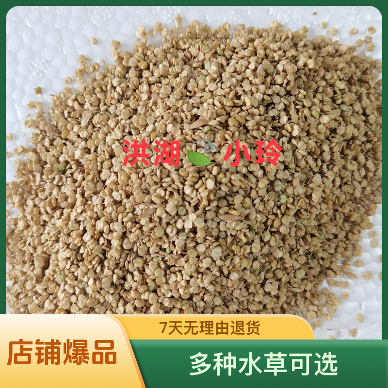 精品棒棒草种子 菵草水稗子棒棒草籽 棒头草种植五月黄小龙虾养殖