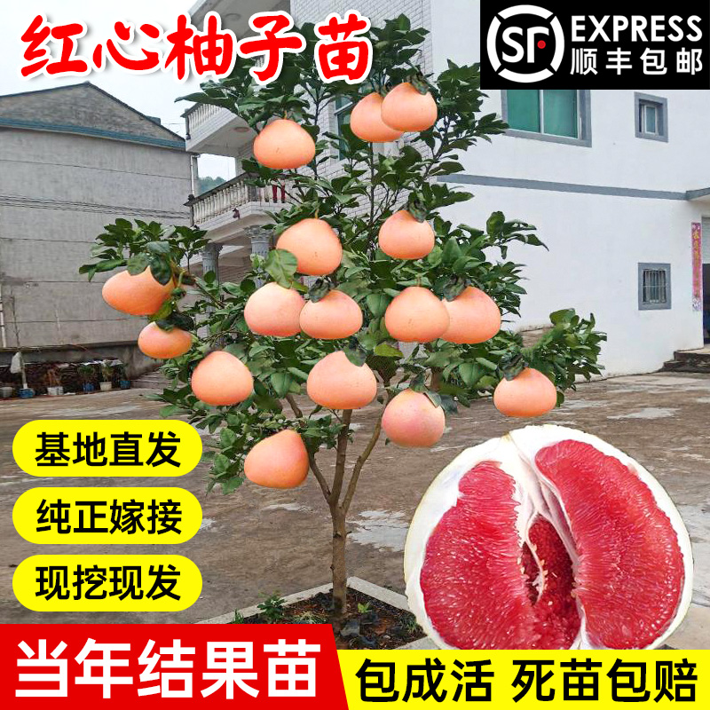柚子树苗红心红肉蜜柚嫁接果树果苗南方北方种植当年结果三红蜜柚