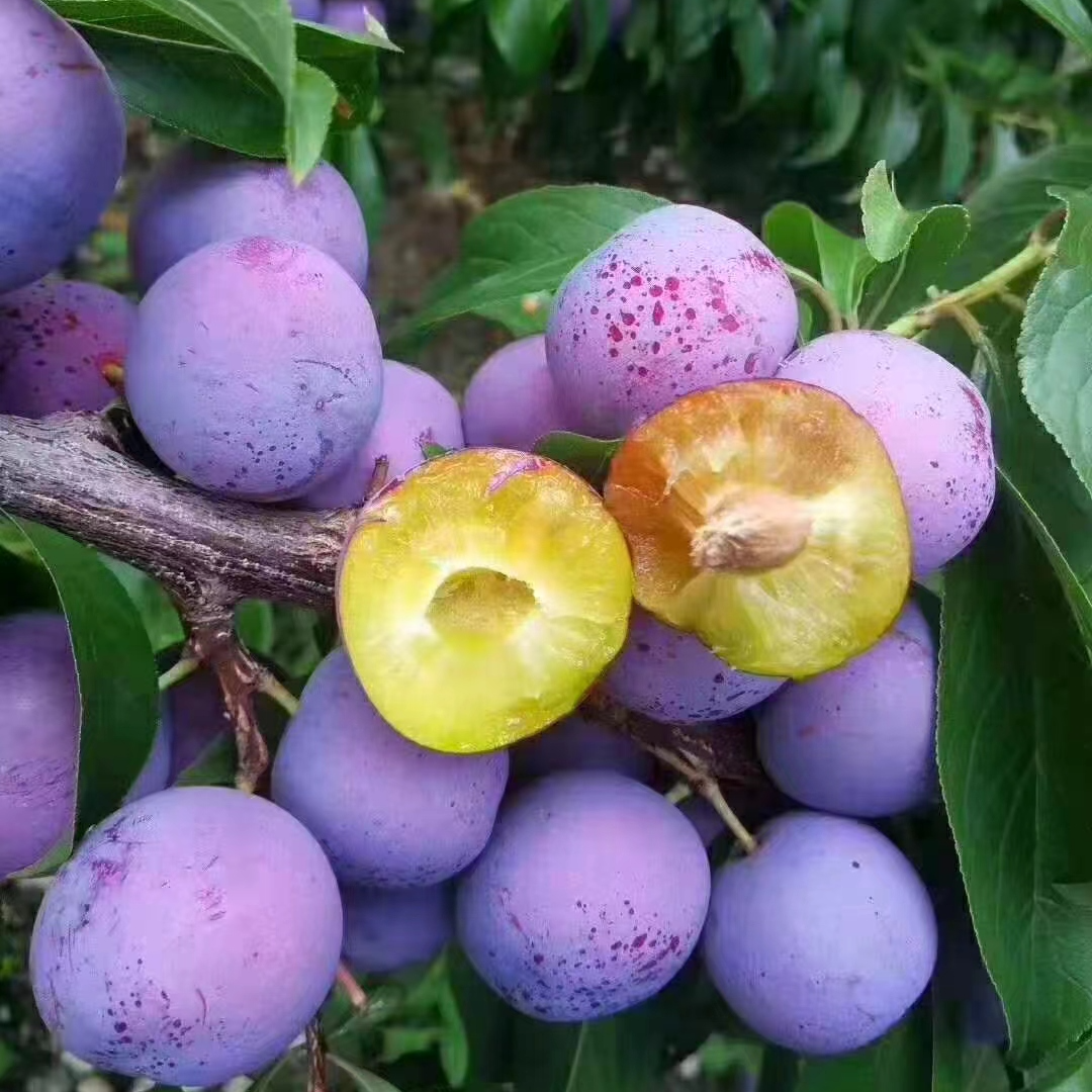 〖脱骨李〗阿坝汶川脆红李子脆爽清甜核心产区果园直发现摘edcx