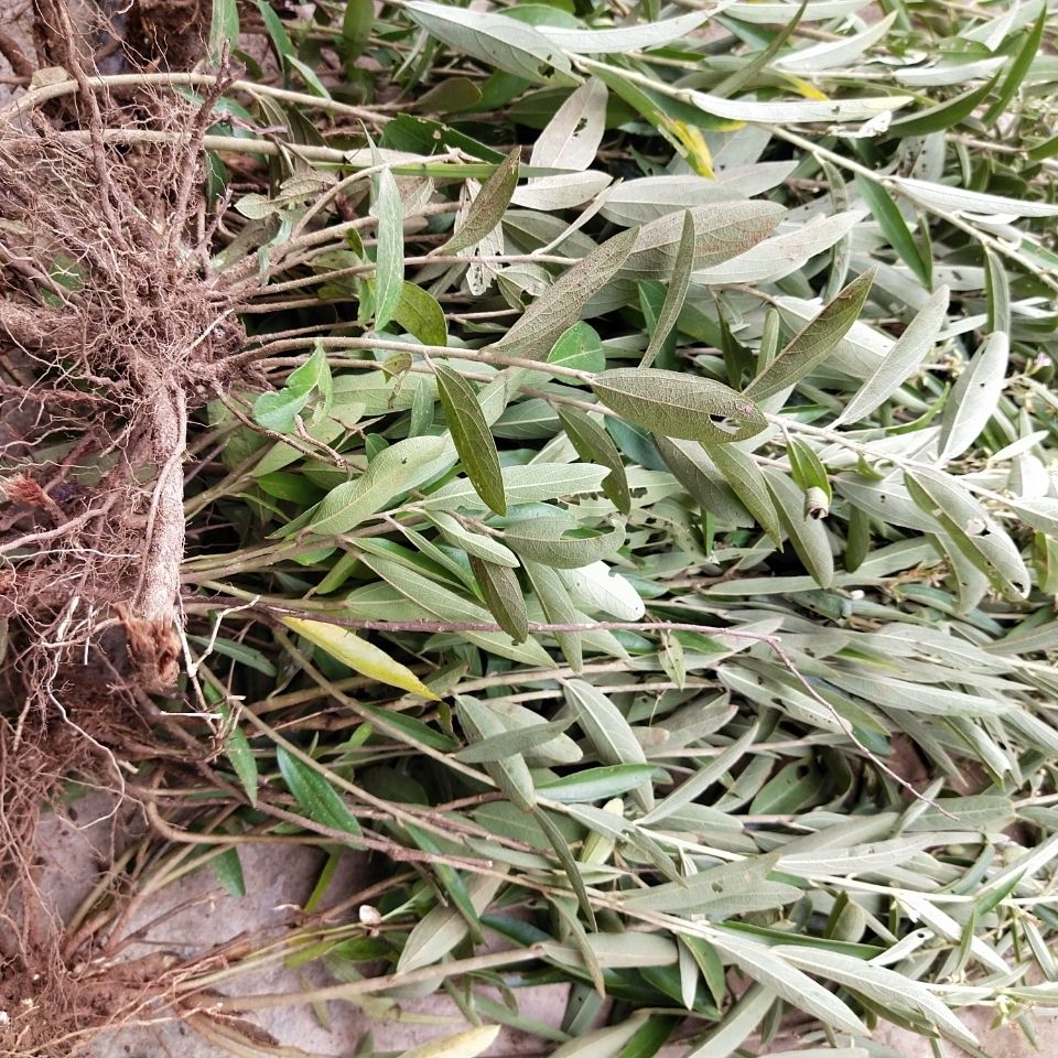 野生新鲜山芝麻现采中药材油麻秤砣根山油麻假芝麻全草洗澡泡澡
