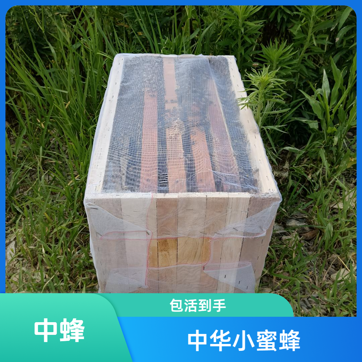 带脾中蜂（笼蜂）  包活到手 原群原箱  新王 量足   技术支持