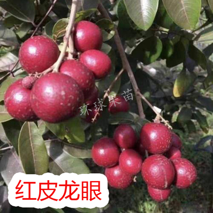 新品红皮龙眼苗 四季开花结果 核小肉厚 带土带叶