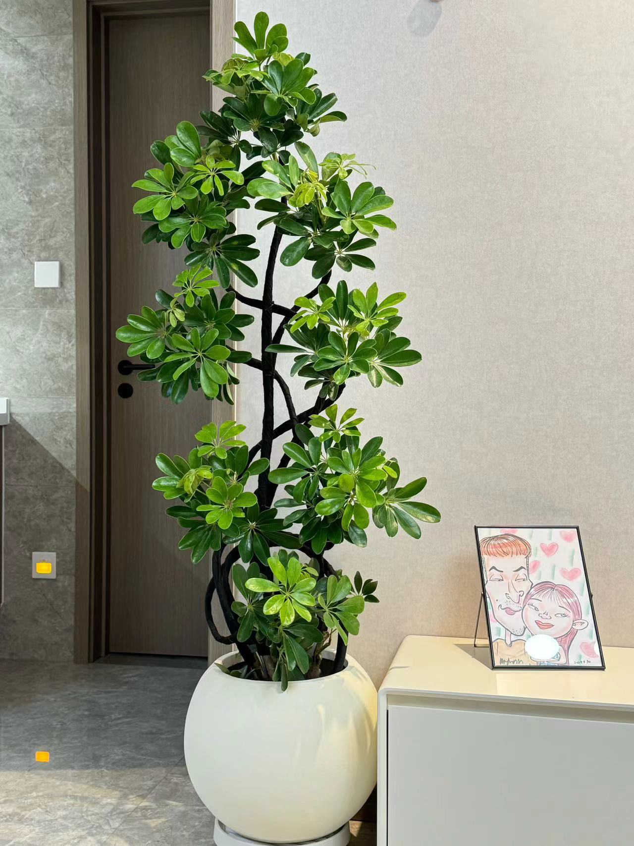 鸭脚木大盆栽八方来财室内常绿植物办公室客厅大型网红绿植