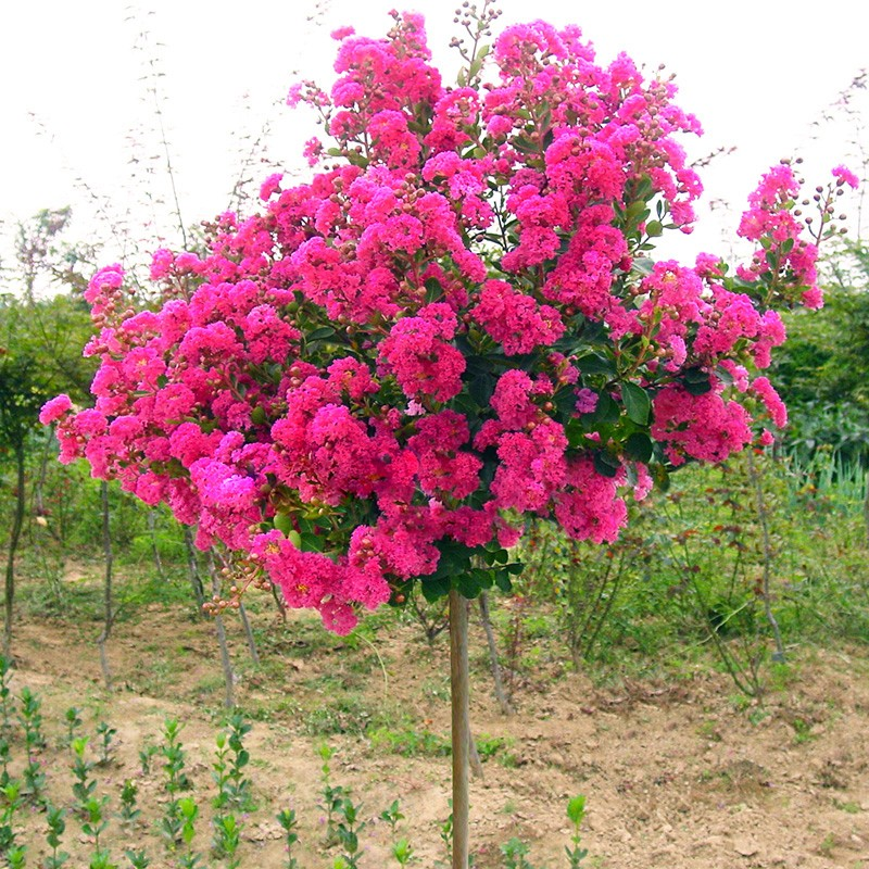 紫薇树苗庭院绿化苗木红火箭红花紫薇花苗红火球紫薇树百日红紫薇