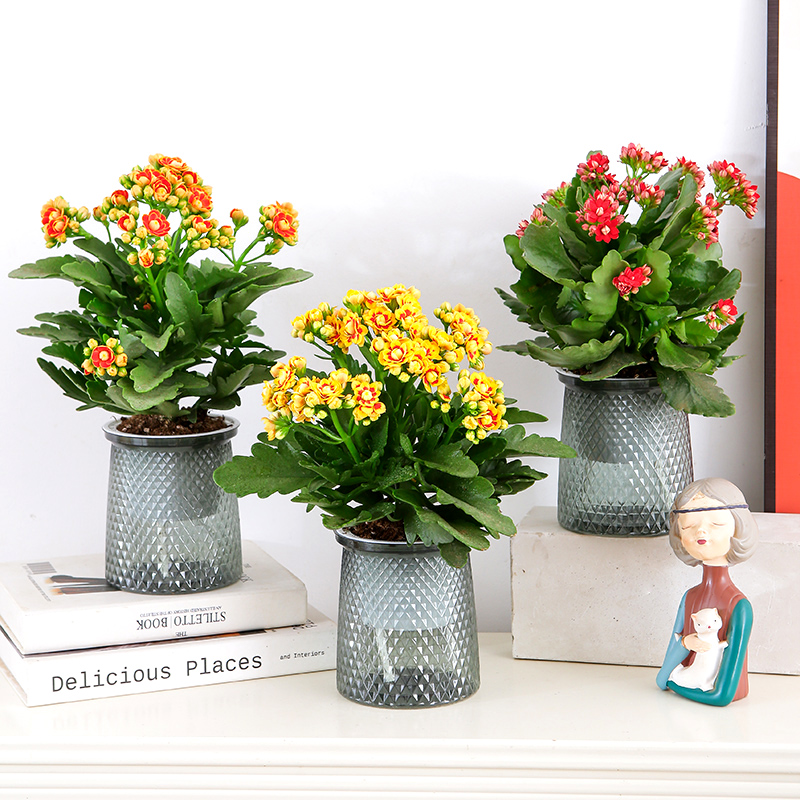 【懒人吸水盆长寿花】长寿花盆栽花卉重瓣阳台室内绿植四季开花鲜花