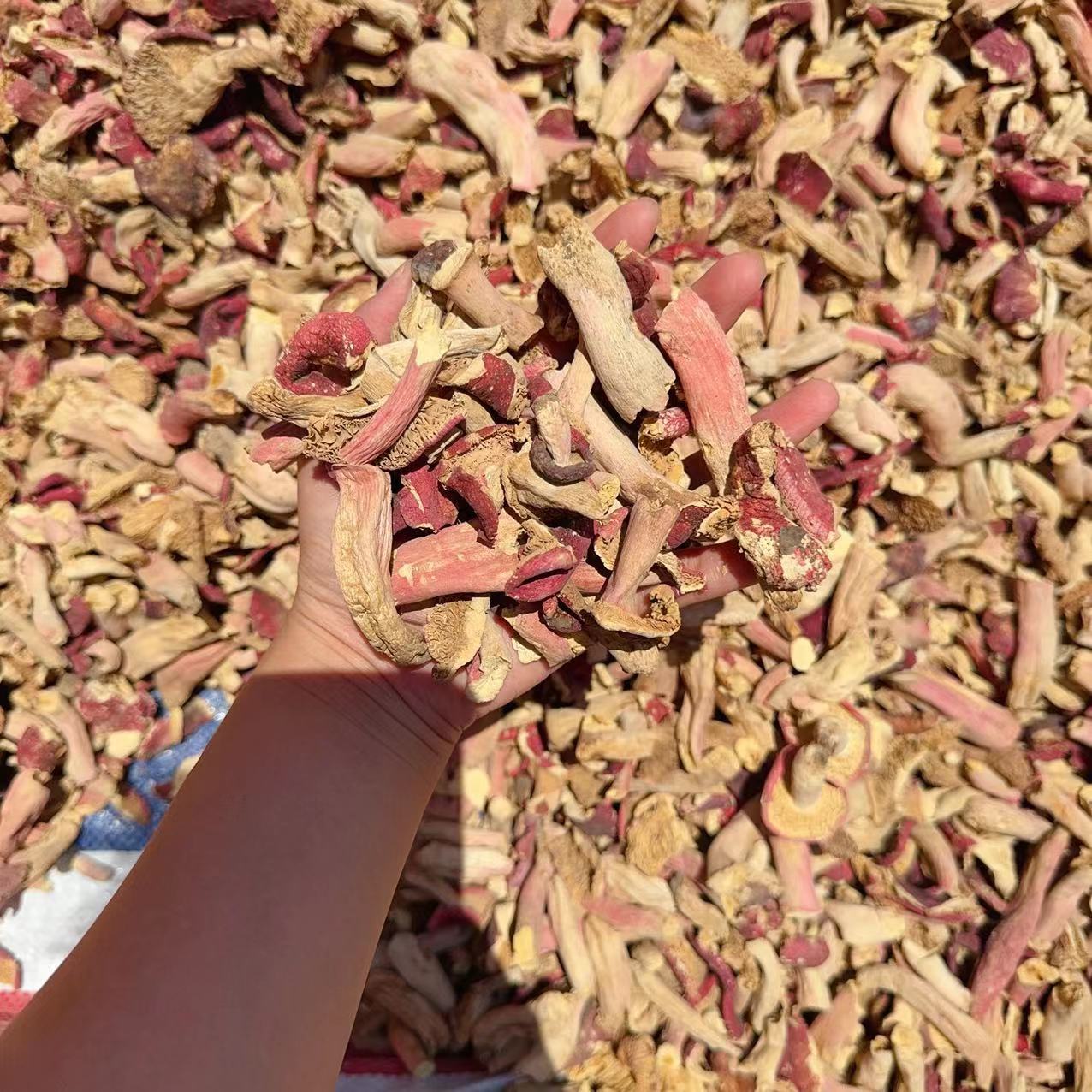 碎菇 河南野生红菇干货足干500g
