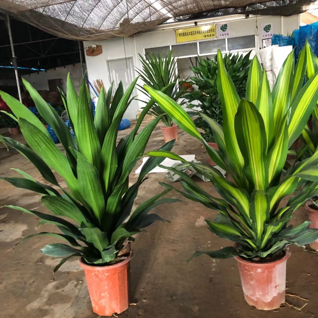 大直板金心青叶也门铁巴西铁客厅办公室植物观叶绿植室内盆栽搭配