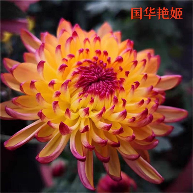 [国华艳姬]大菊花盆栽带花苞发货新款秋菊耐寒阳台室外多年生菊花