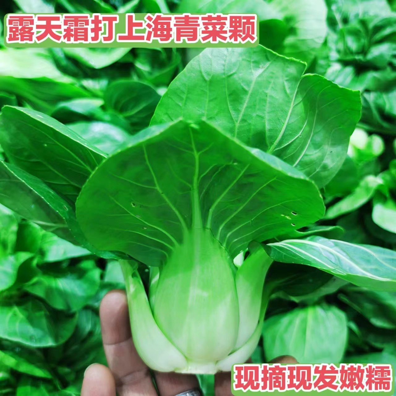 新摘现发安徽芜湖农家自种露天霜打上海青青菜颗3斤/4.6斤包邮