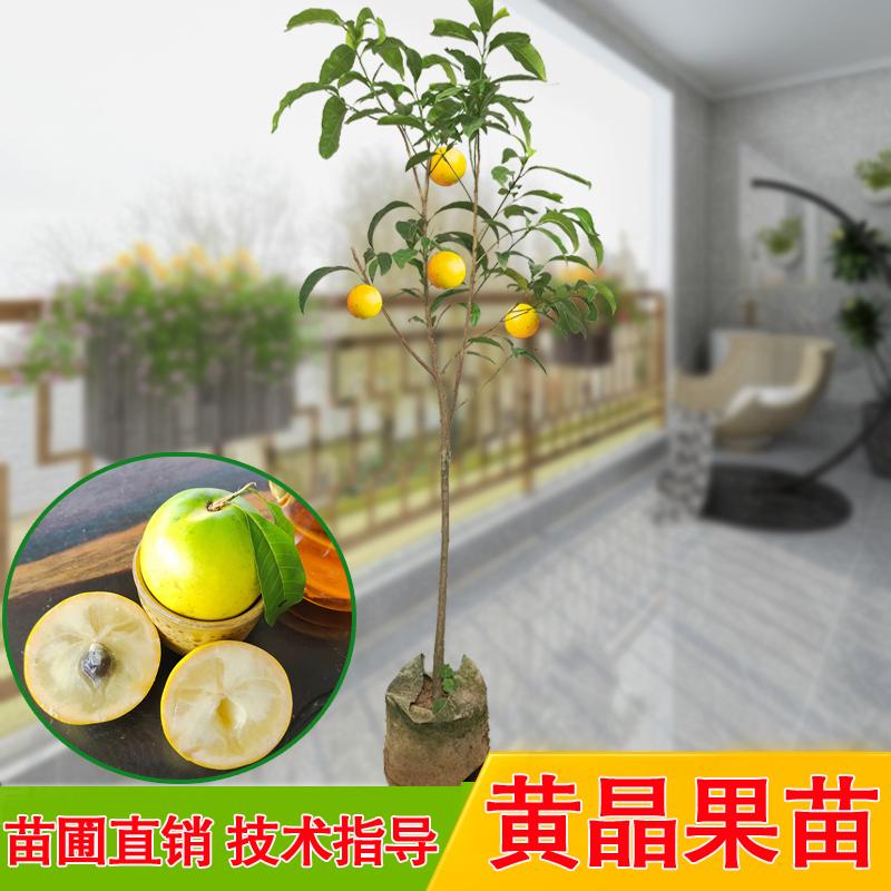 黄宝石黄晶6号黄晶果冬蜜黄晶果嫁接树苗