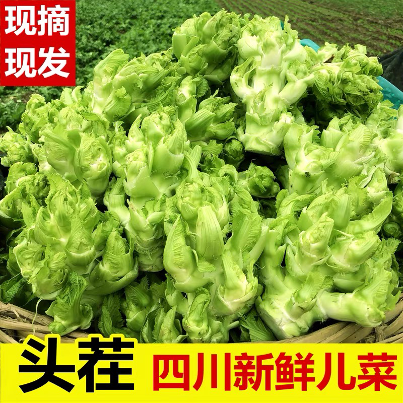 四川嫩儿菜娃娃菜时令农家蔬菜3斤儿菜应季蔬菜儿菜娃娃菜青菜