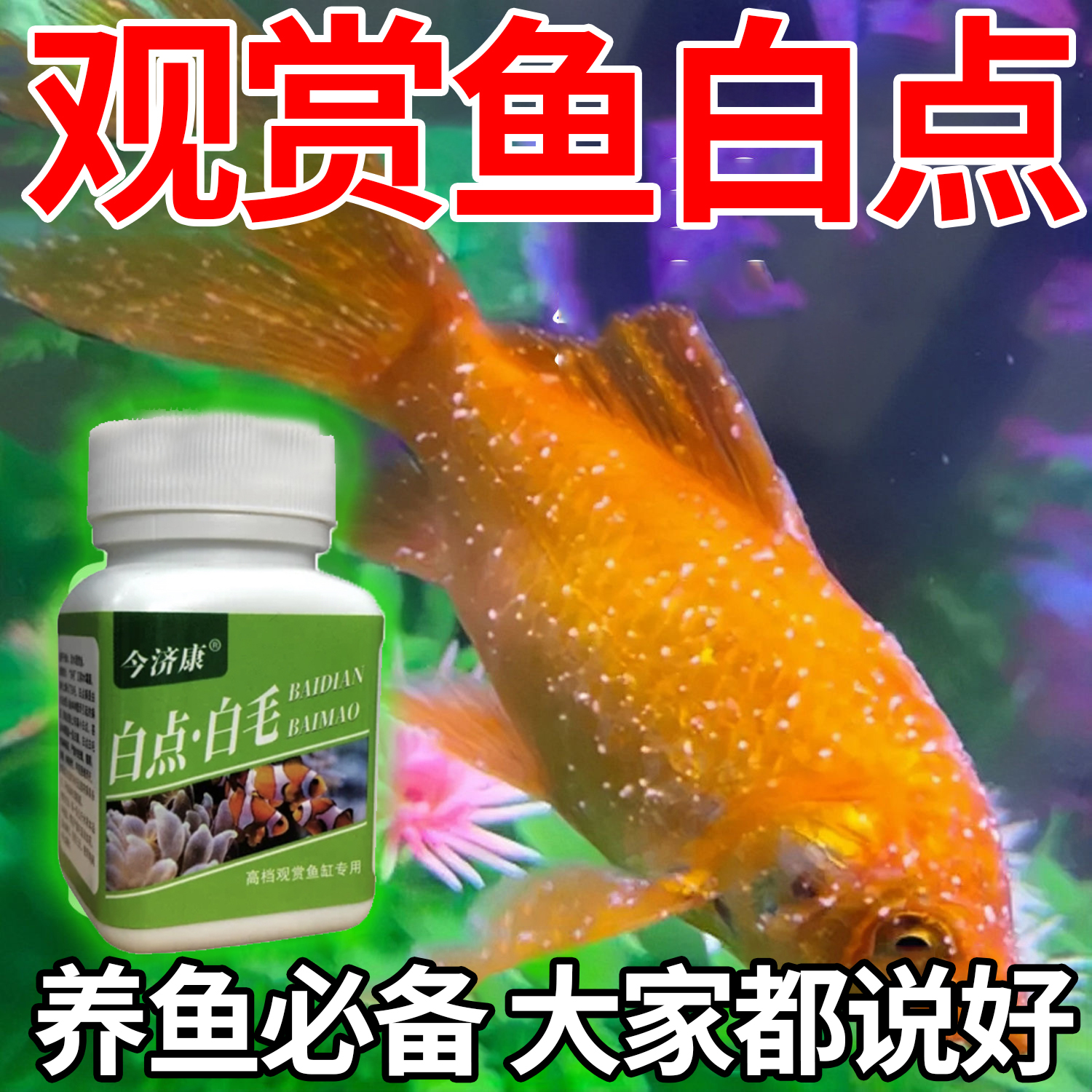 【拯救观赏鱼】白毛白点养新缸日常预防观赏鱼热带鱼烂尾烂嘴蒙眼粉