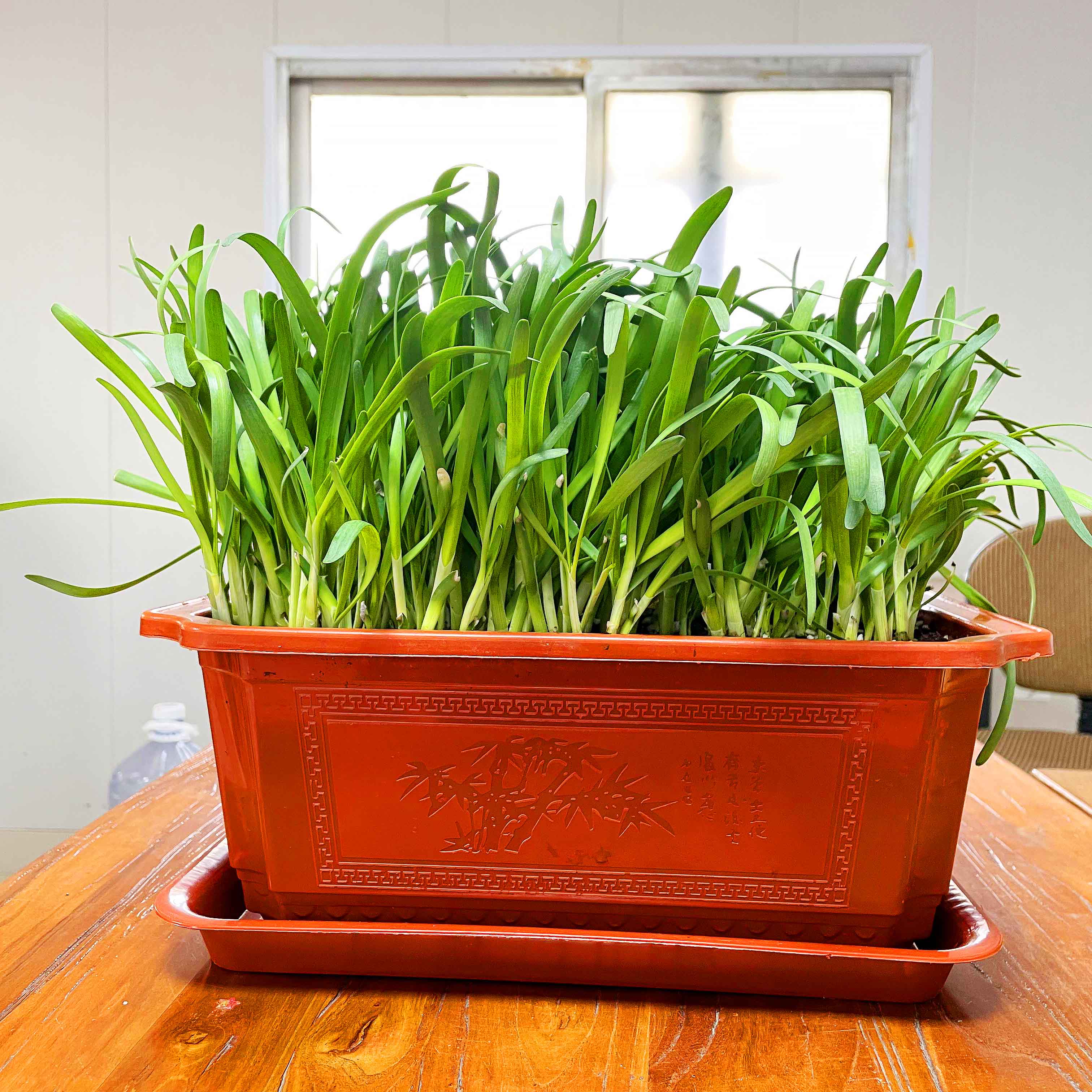 阳台盆栽韭菜贡韭阳台冬季种植韭菜根苗