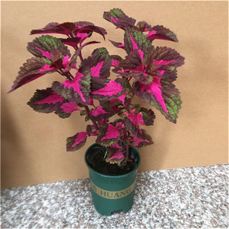 五彩苏 红叶五色草