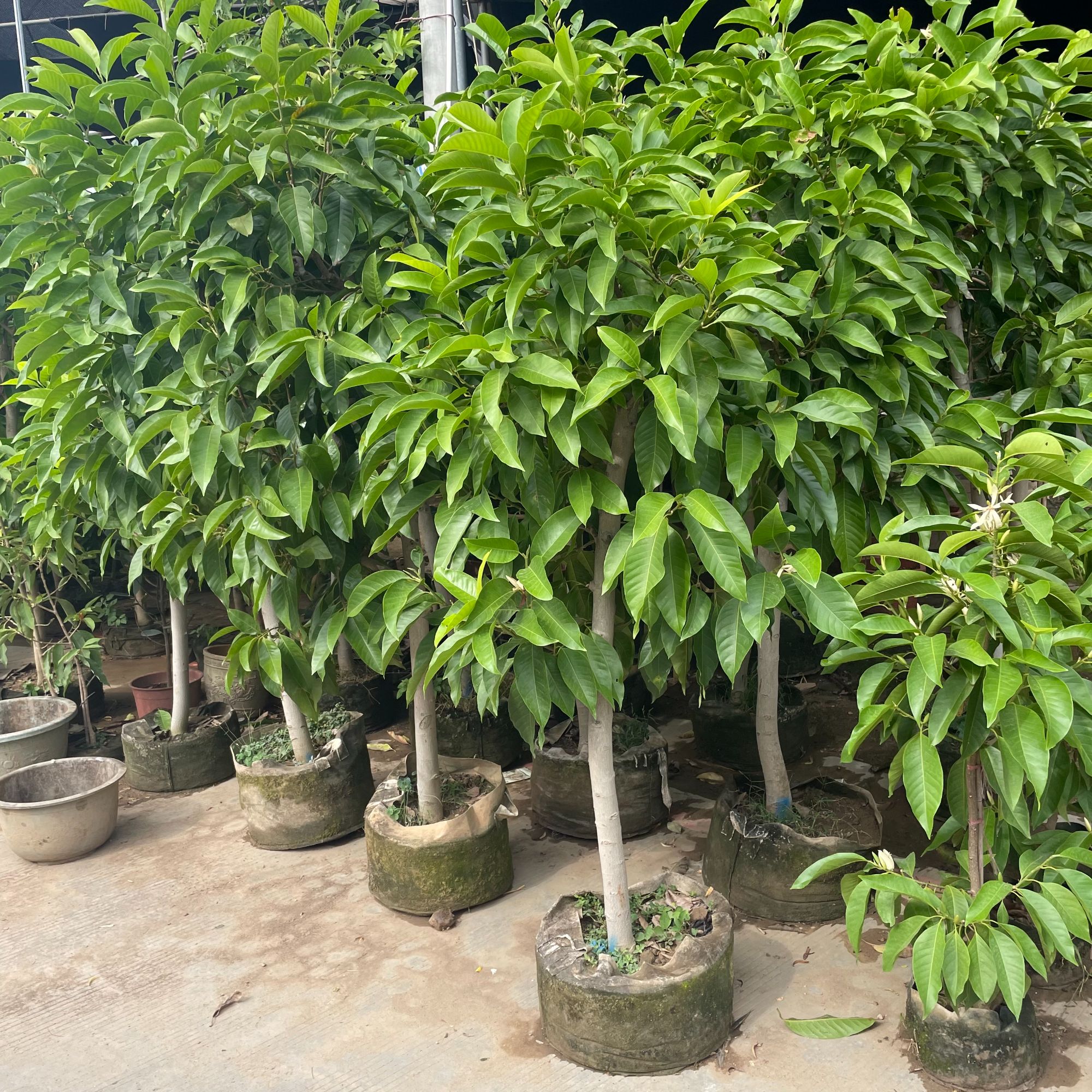 白兰花盆栽老桩玉兰花树苗黄角兰带花苞室内庭院浓香型四季开花卉