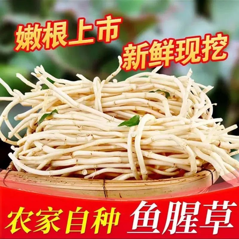 1-5斤鱼腥草新鲜折耳根现挖贵州特产节节根四川折耳根农家凉拌菜