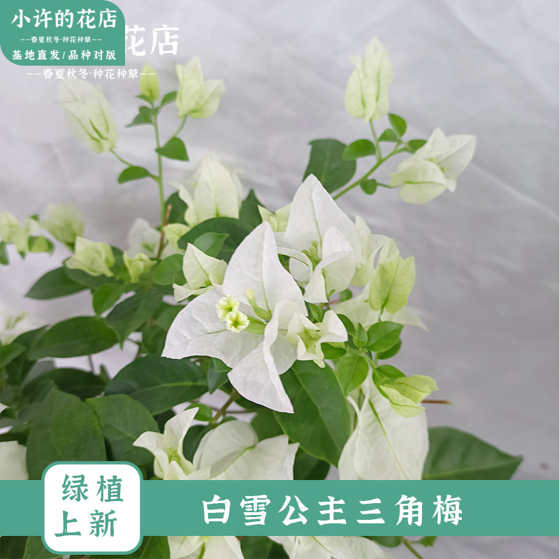 白雪公主三角梅盆栽清新绿叶白花四季阳台庭院爬藤【小许的花店】