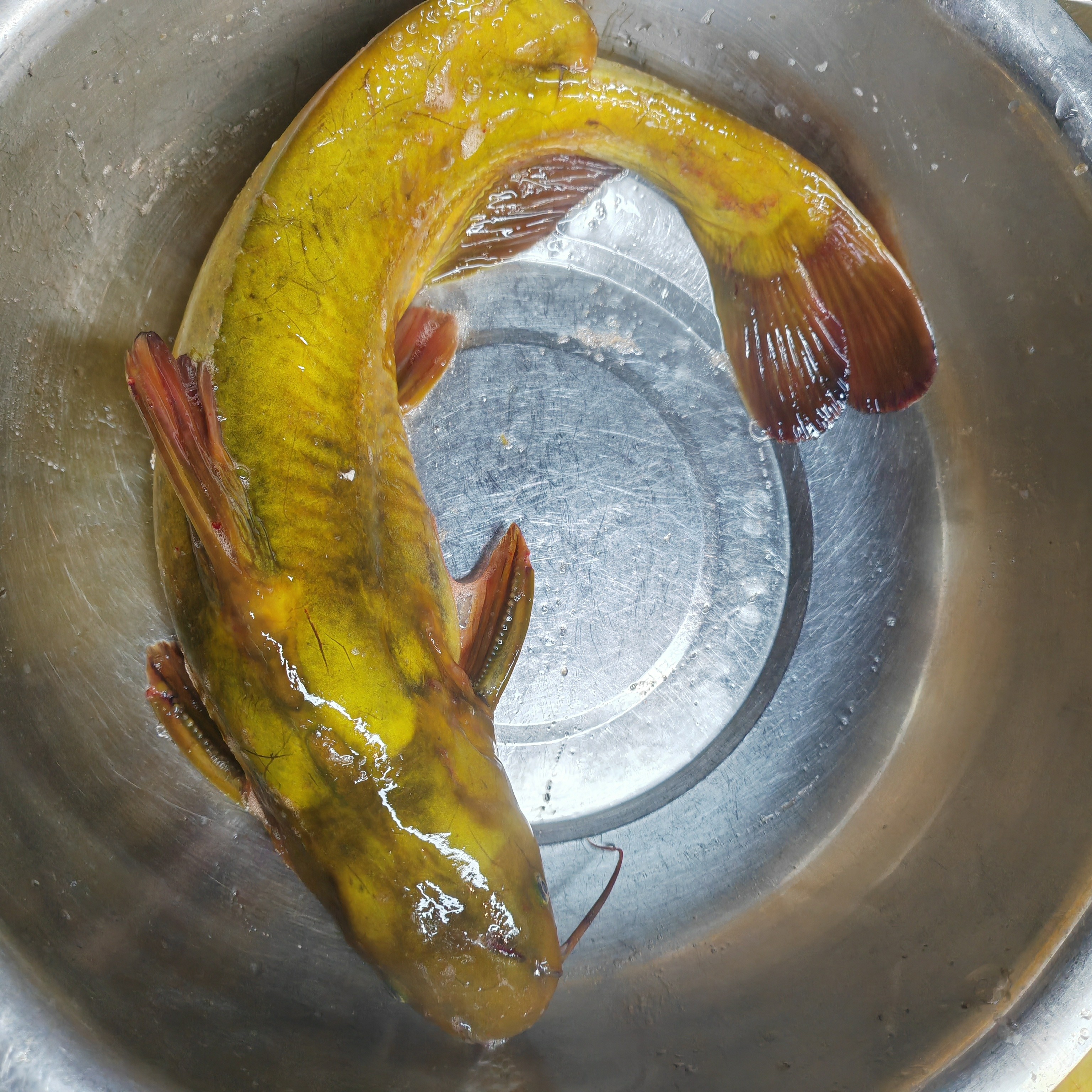 江水大牛尾巴鱼4斤5条