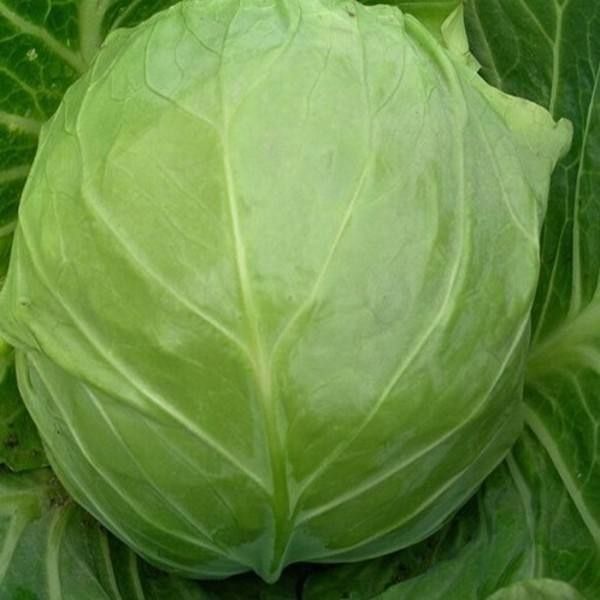 山东现发《绿甘蓝》甘蓝菜卷心菜农产品蔬菜食品农家装当季新鲜蔬菜