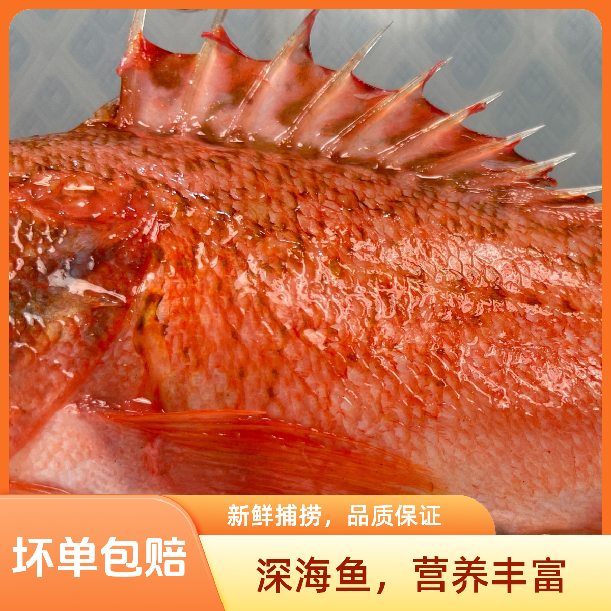 福建天然石斑鱼石狗公虎头斑黑腹鲉鱼海鲜水产小红斑速冻石九公