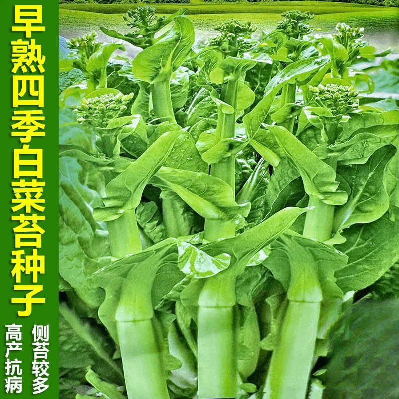 四季早熟白菜苔种子白菜薹菜心种籽可多次采收抗病蔬菜种子
