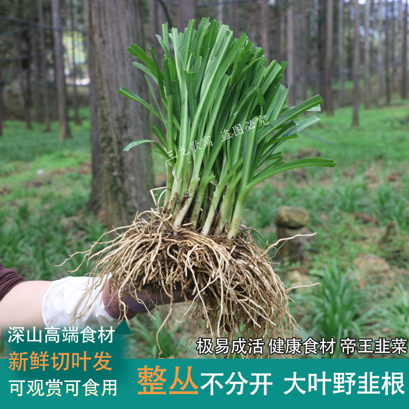 整丛贵州大叶野韭根老品种韭石韭山韭亥菜观音菜绿植蔬菜盆栽野韭