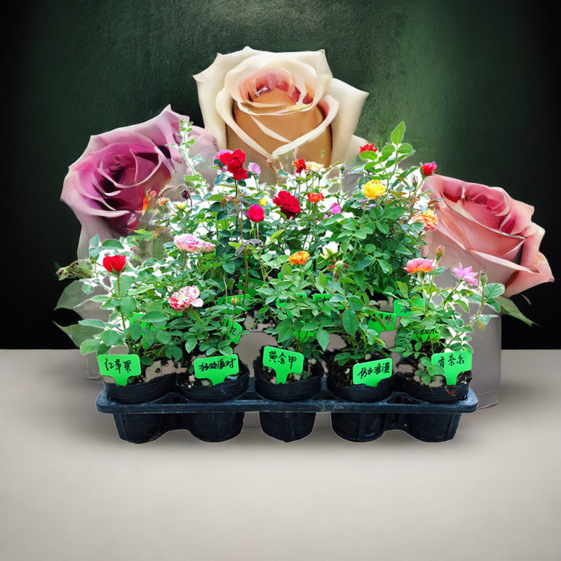 黄金庆典欧洲进口院月季花苗四季开花浓香适合新手蔷薇藤