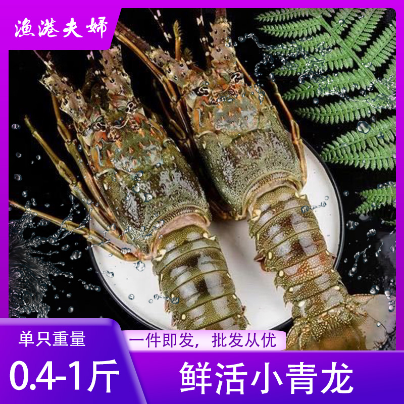 【2只起拍】鲜活小青龙活体发货只只生猛澳洲大龙虾顺丰澳龙大龙虾