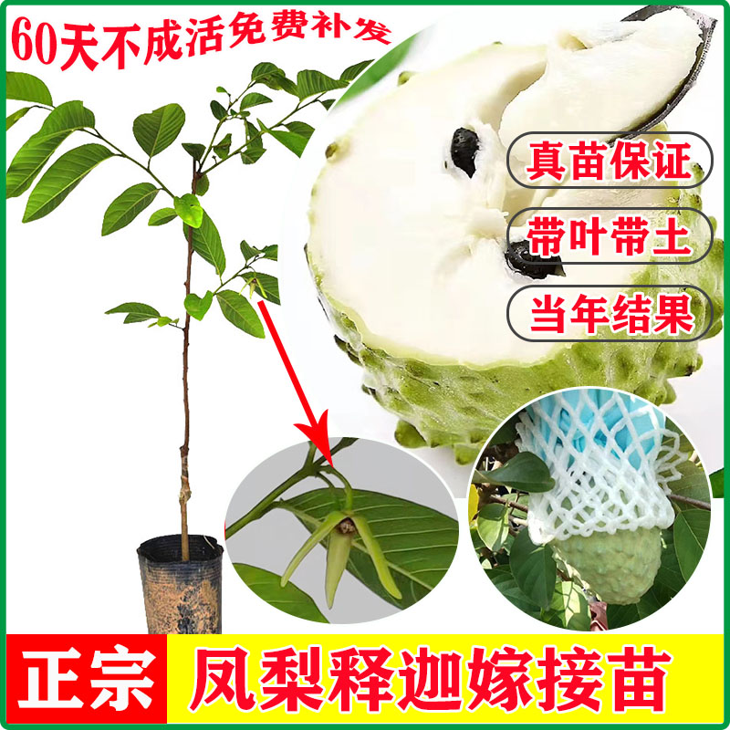 泰国大目释迦苗凤梨释迦果苗树嫁接释迦苗番荔枝佛陀果苗南方种植