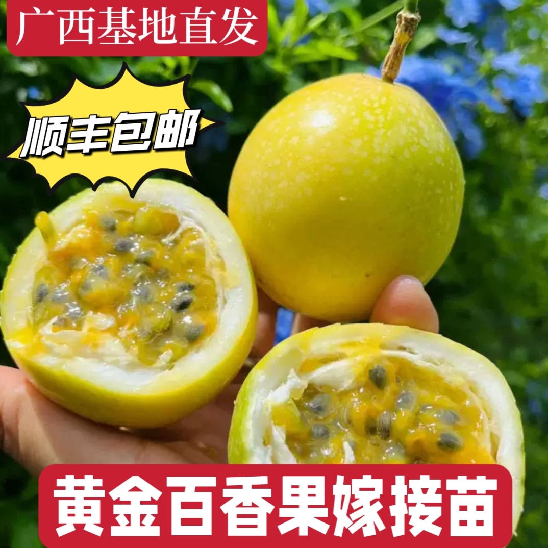 黄金百香果纯甜无酸味嫁接苗四季结果庭院盆栽地栽带土带叶