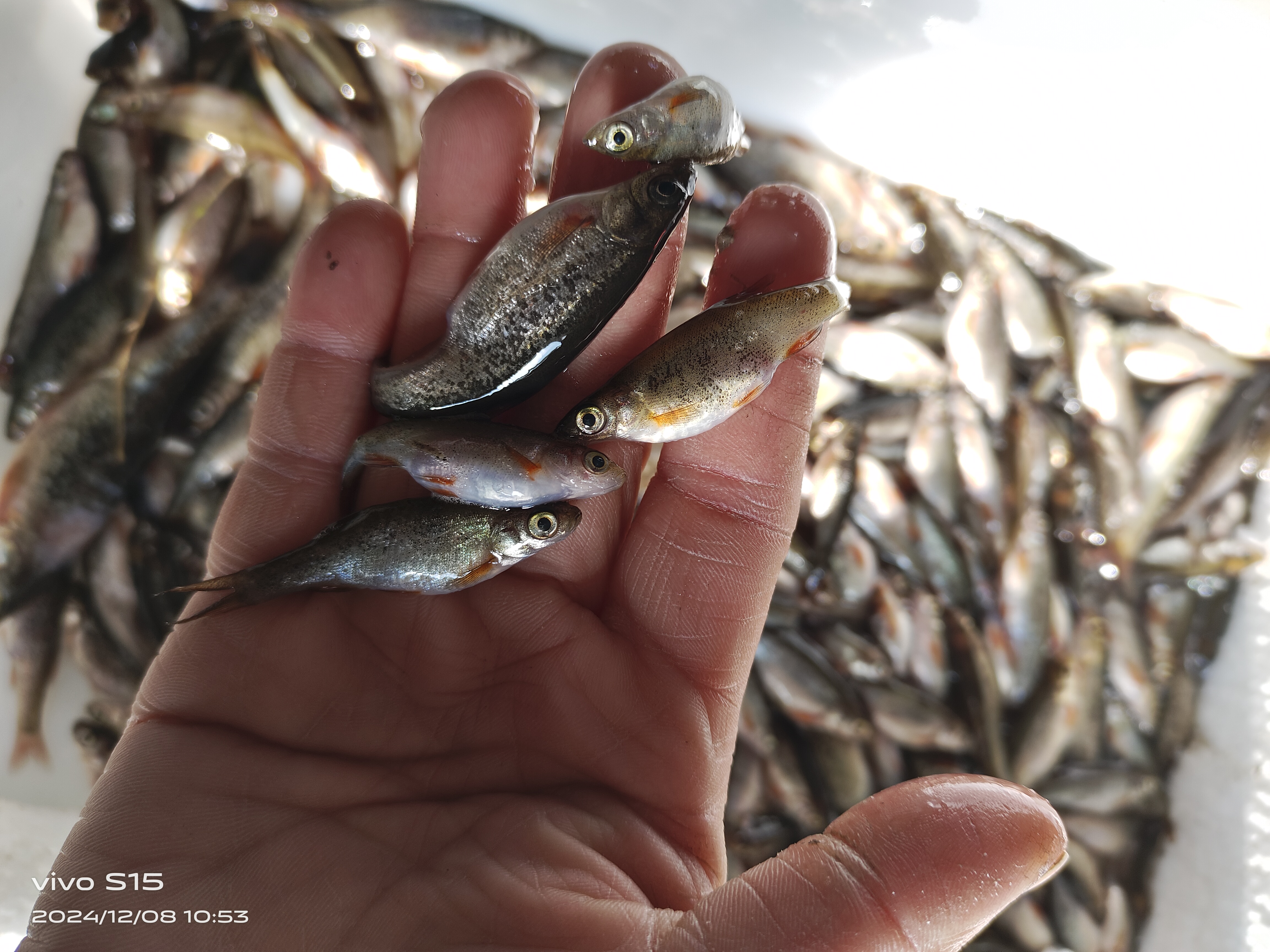 小柳根7斤包邮保鲜不包活，远道速冻近道保鲜不包活闲小勿拍