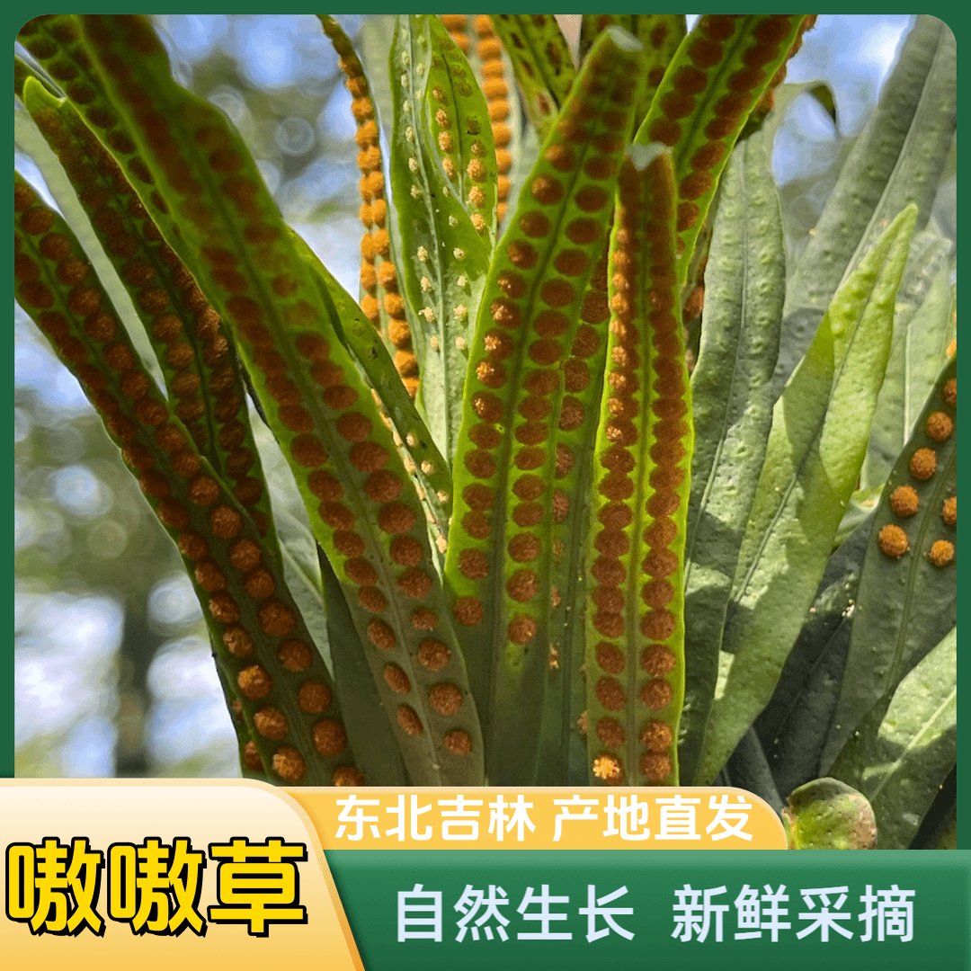 【黄金草】长白山野生 黄金草 新鲜晒干滋补养生东北特产