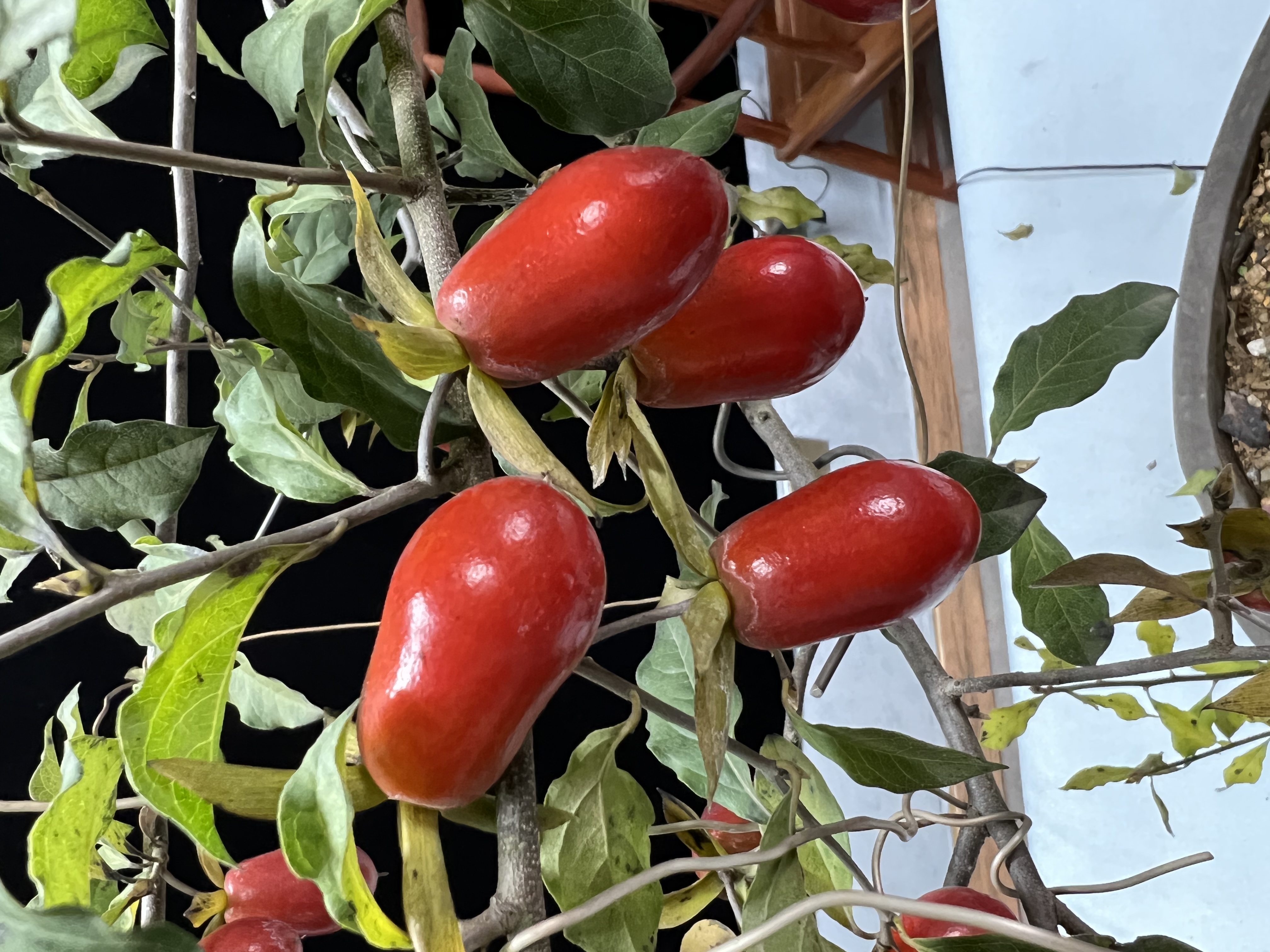 花卉盆景付米10-500