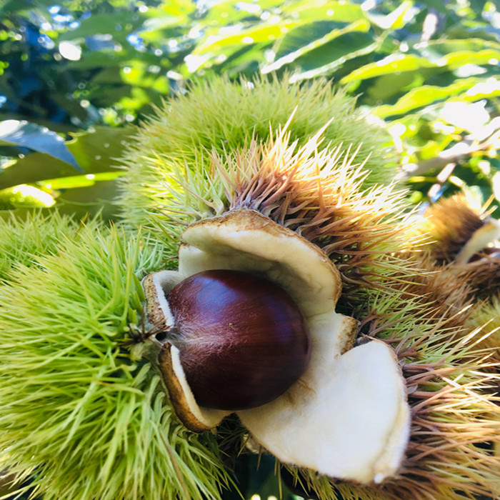 油栗子板栗平替迁西好去皮大新鲜生栗粉糯香甜自家果园包邮