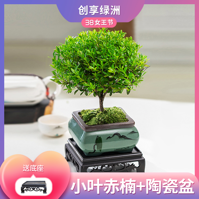 小叶赤楠光照老桩鲜活内外四季盆栽花卉老桩盆景造景室内外种植