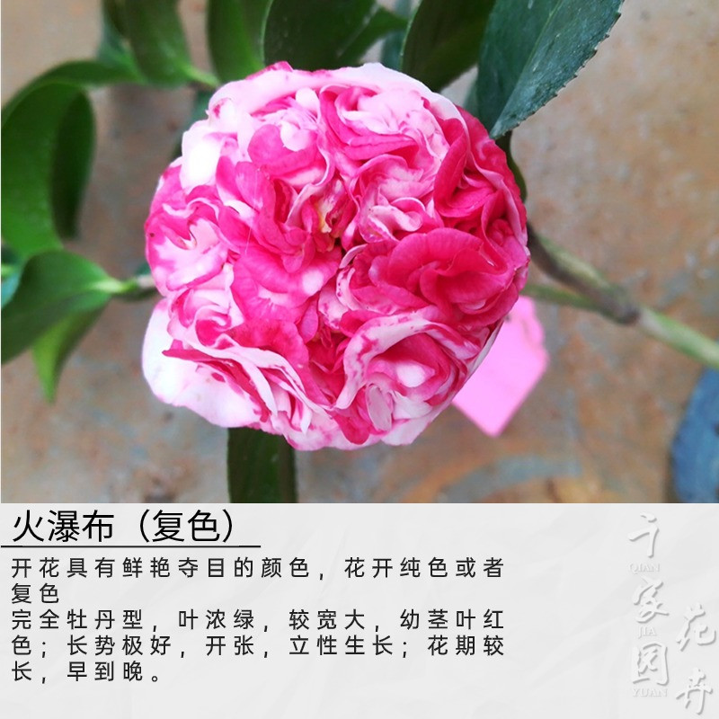 【火瀑布】千家园山茶花纯色复色名贵品种茶花对版优质大苗花卉阳台
