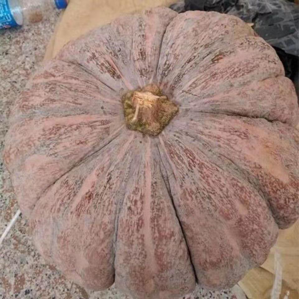 老品种南瓜种子农家自留甜糯品磨盘南瓜种子南瓜品种大圆形南瓜