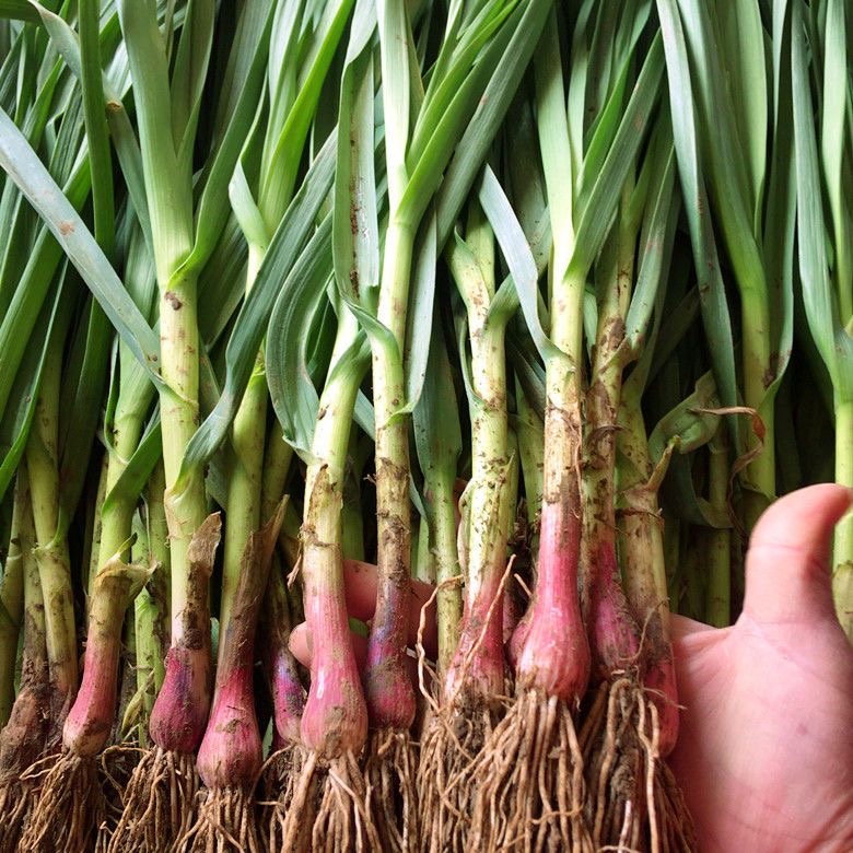 次日达  现摘现发 3斤新鲜 红皮大蒜苗 小蒜苗 本地红皮蒜苗