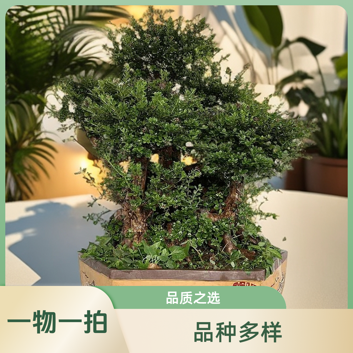 黄杨小叶黄杨雀舌别墅庭院园艺老园艺罗汉松庭院树迎客松盆景绿植