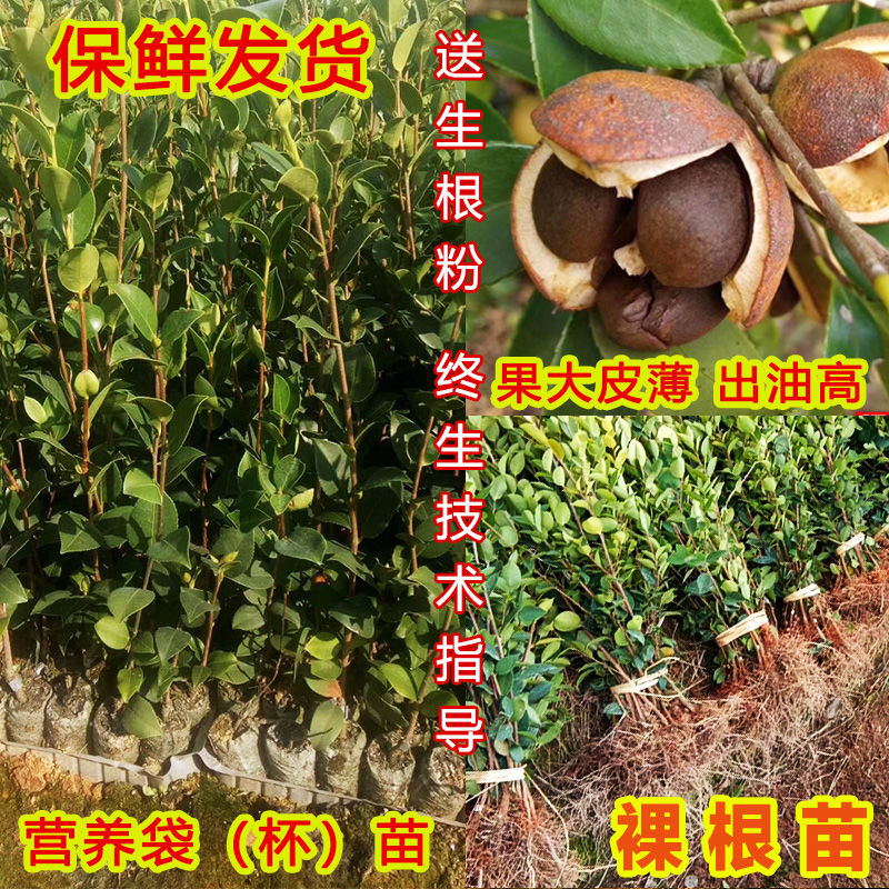 江西长林高产嫁接油茶苗杂交茶油树苗白花红果青果薄皮大籽出油高