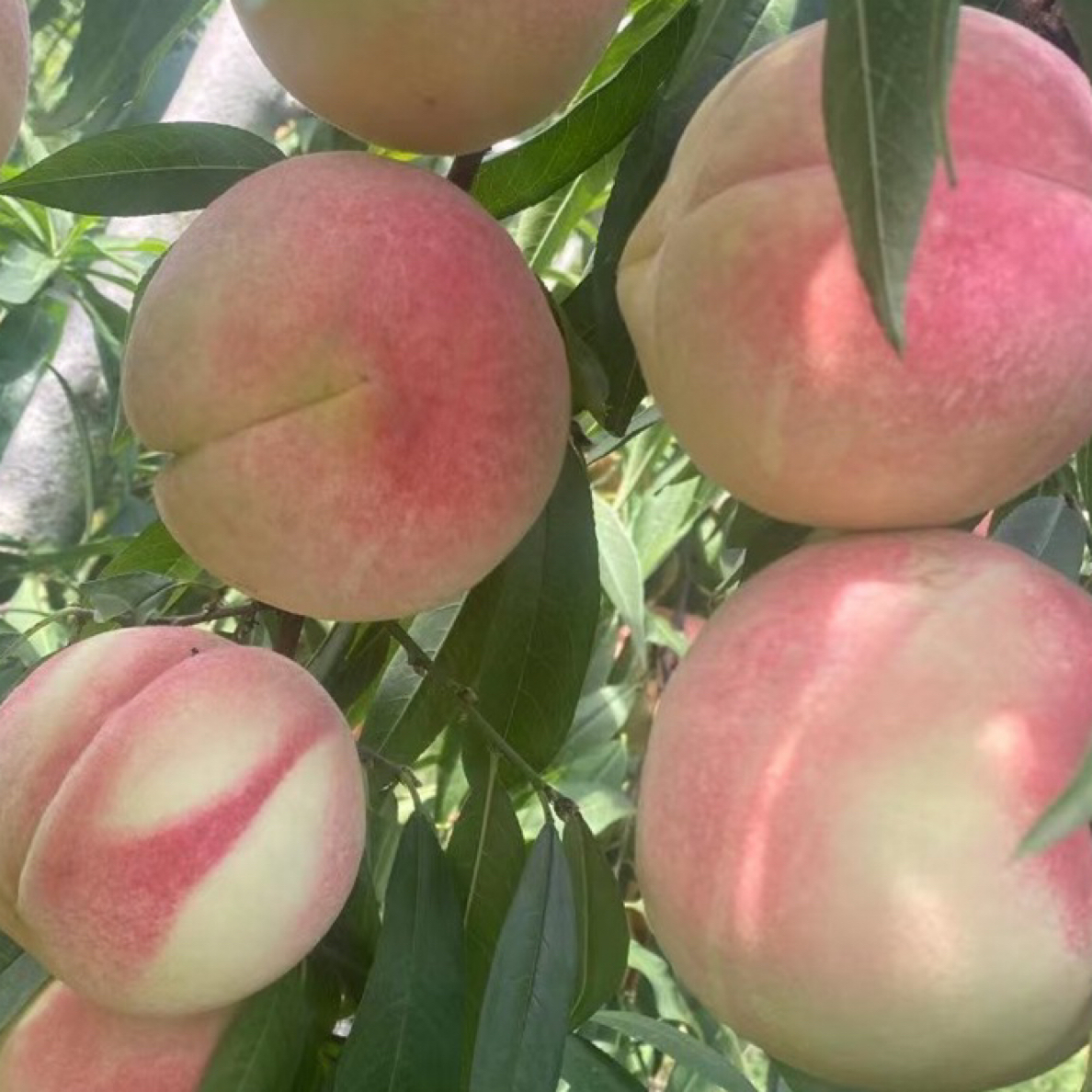 虞桃园晚熟桃大树苗，冬桃苗，树苗粗一公分以上，成熟期十月份