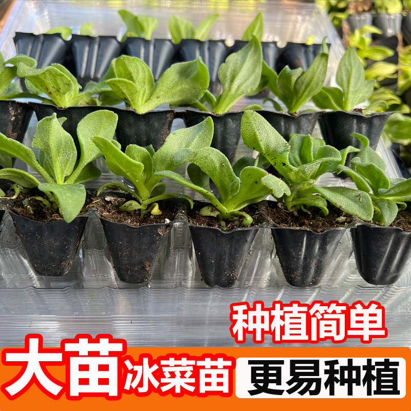 (直播)冰菜苗大苗冰草种子春秋盆栽高产多茬采收蔬菜苗子冰菜秧苗