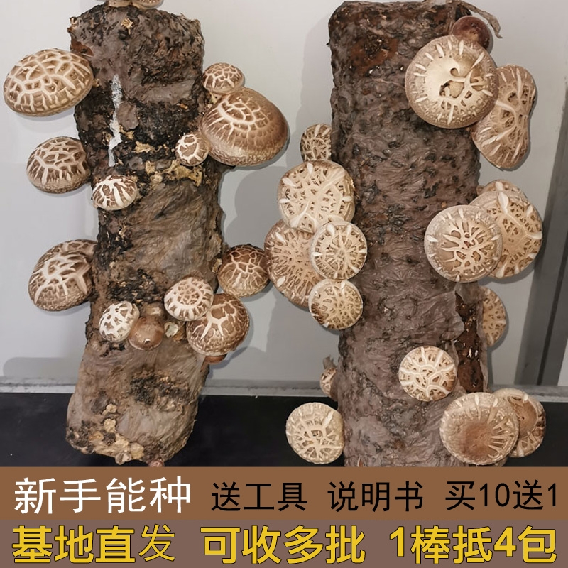 香菇花菇菌棒菌包阳台蘑菇多肉植物