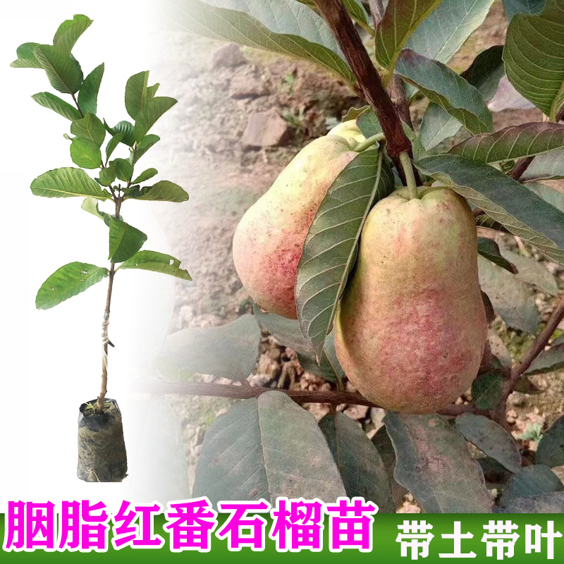 四季胭脂红番石榴苗红宝石芭乐西瓜芭乐珍珠番石榴嫁接苗结果盆栽