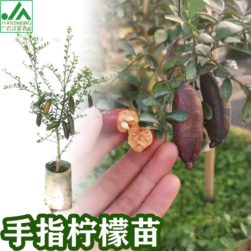 手指柠檬苗 澳洲手指柠檬指橙四季红香槟 澳洲血柠鱼子酱指橙树苗