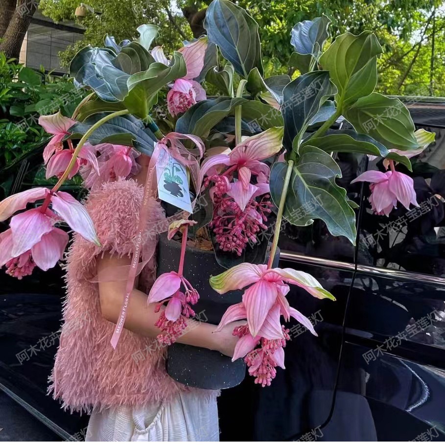 宝莲灯新手入门室内花卉懒人花常年常绿盆栽小绿植办公桌美观