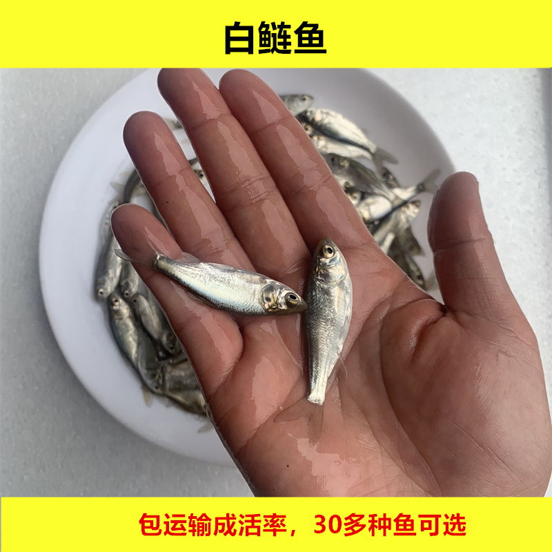 淡水白鲢鱼活体四大家鱼宠物水族观赏养殖小尺寸鱼好养殖大规格鱼